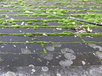 カラーベストに苔