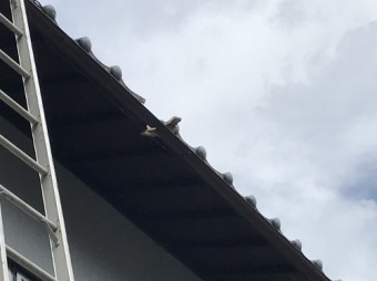 割れた瓦で樋に穴