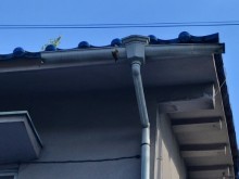 割れ落ちた軒樋