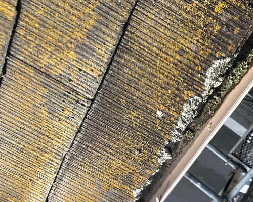 屋根の苔や藻