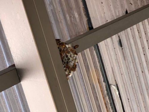 福山市で蜂の巣にお困りの方！カーポート屋根のハチの巣駆除事例蜂の巣