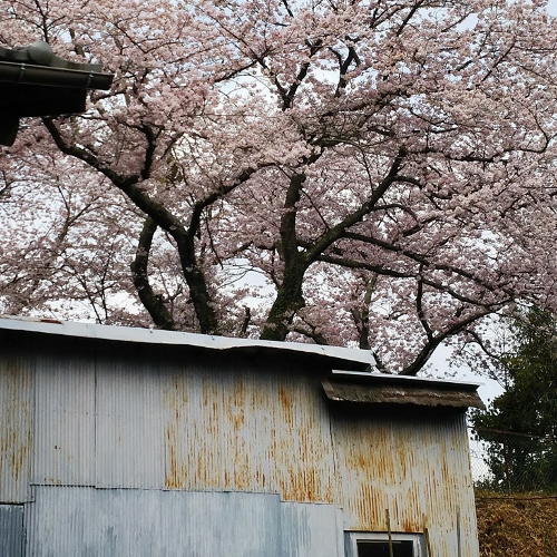 福山市にて赤サビが広がり穴のあいた農業用倉庫屋根の雨漏り調査現場の桜