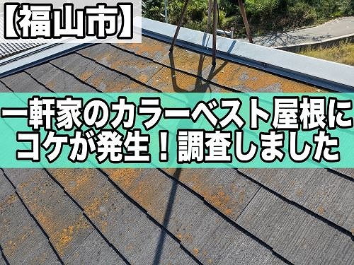 福山市で築30年の一軒家にあるカラーベスト屋根に苔発生！調査しました