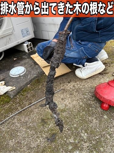 福山市の一軒家にて洗濯機が排水エラー。排水管から出て来た木の根