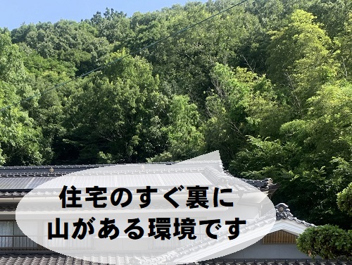 尾道市にて住宅の裏に山があるため落ち葉が積もる雨どいの調査