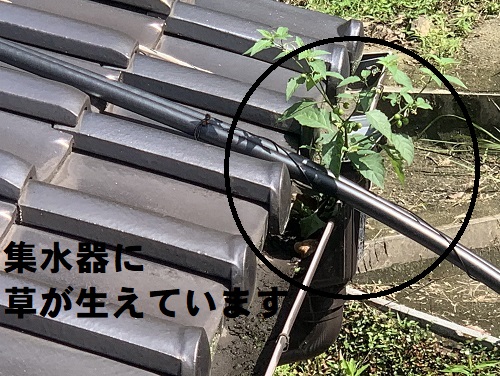 尾道市にて住宅の裏に山があるため落ち葉が積もる雨樋調査で集水器（じょうご）に生えた草