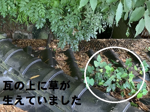 尾道市にて住宅の裏に山があるため落ち葉が積もる雨樋調査瓦屋根に草が繁殖する