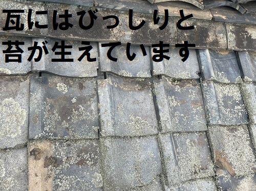 福山市にて室内天井に雨漏り痕が広がる瓦屋根の雨漏り修理工事前の雨漏り調査瓦に大量の苔