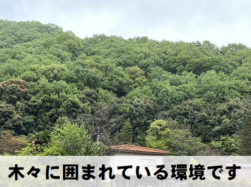 福山市にて滝のように雨水が溢れてくる雨どいの清掃と勾配調整調査時の様子木々に囲まれている環境
