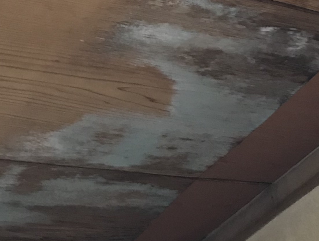 福山市にて天井にカビが生えるほど雨漏りする瓦棒屋根の雨漏り調査室内天井の白いかび