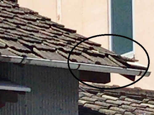 尾道市にてセメント瓦葺き屋根の雨漏り被害で屋根調査に訪問軒先の瓦のずれ