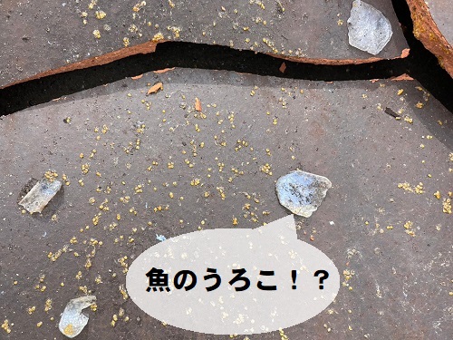 福山市にて飛来物（鳥が落とした魚）により割れた瓦屋根の修理前の屋根調査で割れた瓦に魚のうろこと魚卵