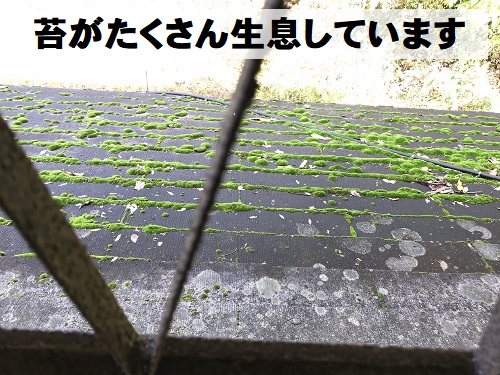 尾道市カラーベスト屋根雨漏り調査苔の発生