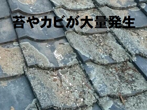 尾道市にて老朽化により崩れかけている瓦屋根の調査ひどく傷んだ北側の瓦屋根苔やカビの大量発生
