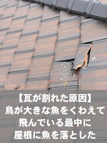 福山市にて飛来物（鳥が落とした魚）により割れた瓦屋根の修理前の屋根調査瓦が割れた原因は鳥が加えた大きな魚が落ちてきたこと