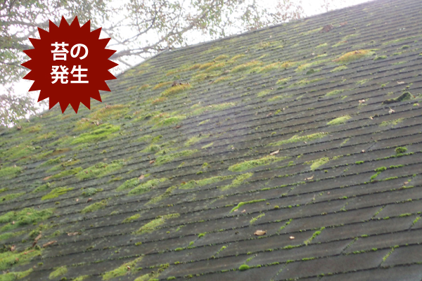 苔の発生